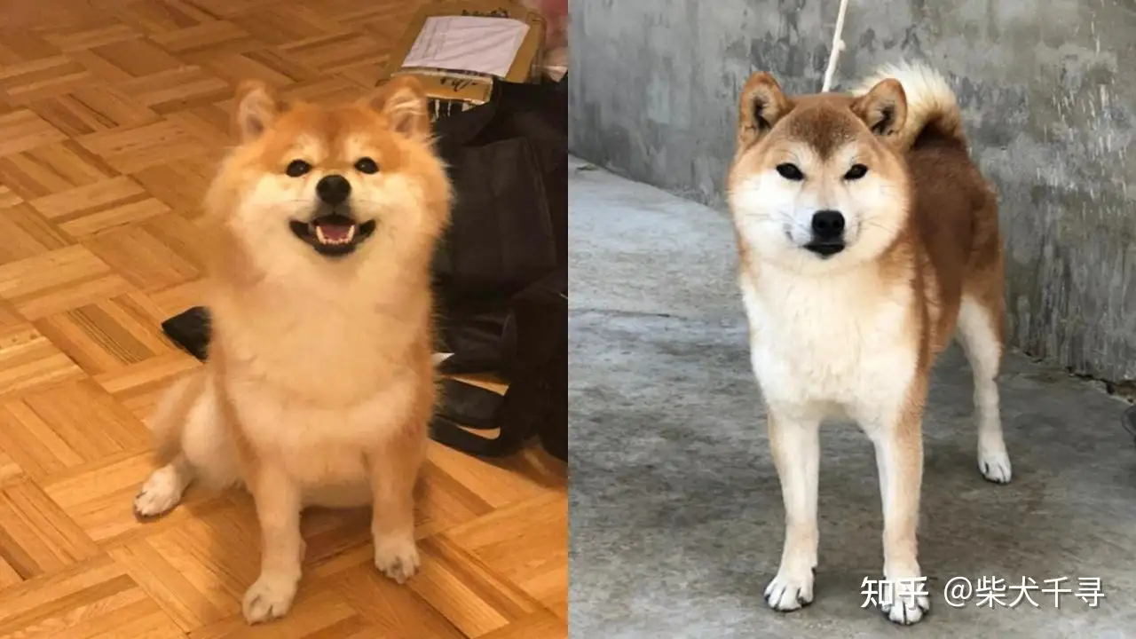 长毛柴犬丨串串or失格 知乎