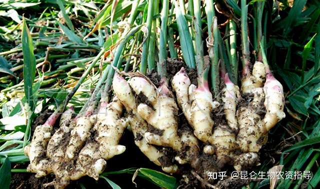 生姜重茬根腐怎样防冶 生姜软腐烂根病死苗怎么办 生姜黄叶死苗预防用肥料 根小子 知乎