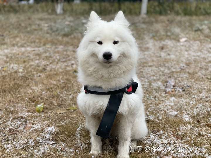 請問我家這個到底是薩摩耶還是銀狐犬 老闆告訴我是銀狐犬 長得像薩摩