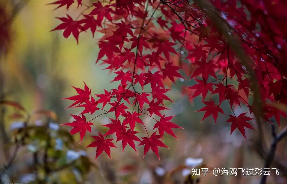 纷纷坠叶飘香砌。夜寂静，寒声碎- 知乎