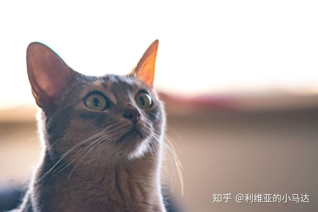 猫患老年痴呆症的7 个表现- 知乎