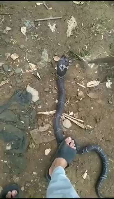 活泡蛇酒安全吗?有寄生虫吗?