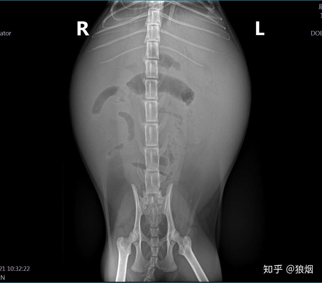 猫腹水自治记录帖，可供参考（假阴性，目前已打针逆推） - 知乎