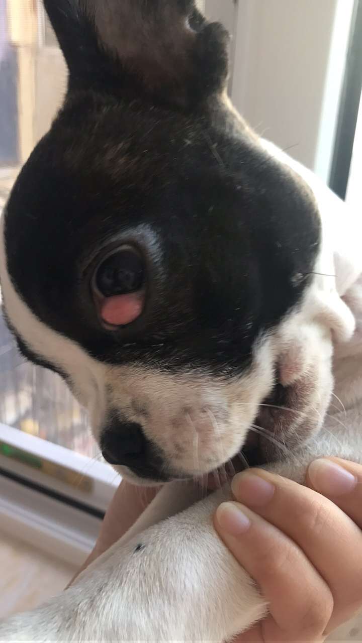 我家两个月的小法斗眼角有个小疙瘩怎么办啊急死了