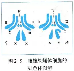 教材精读 基因在染色体上 知乎