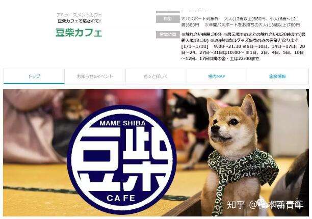日本九州必去狗咖 猫咖 还有各种神奇的动物主题咖啡馆你造吗 知乎