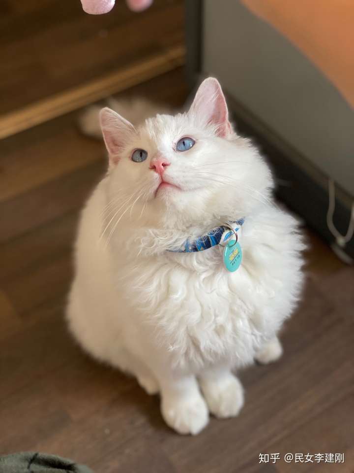 5个月的布偶猫脸是白色的以后会有面具吗