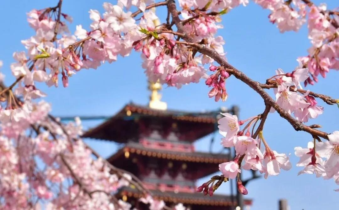 花都开好了 跟着樱花在大阪寻找春天 知乎 花都开好了 跟着樱花在大阪寻找春天 知乎