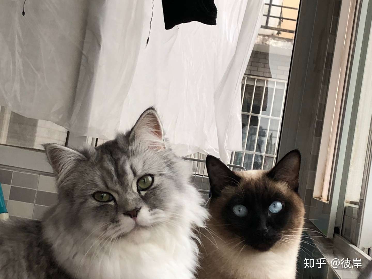 满满对抗猫腹水记录- 知乎