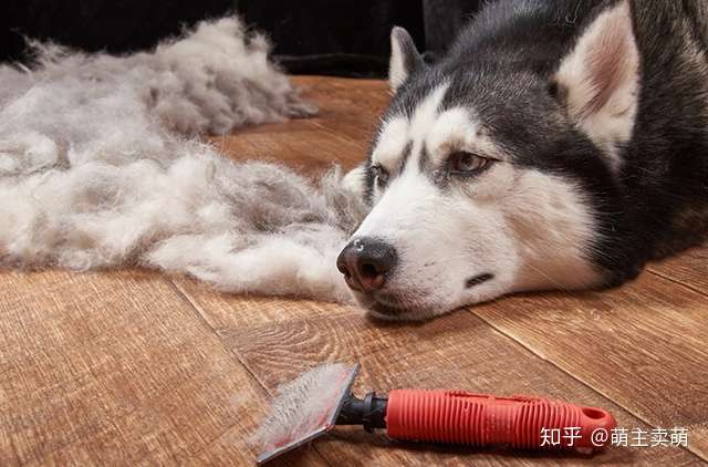 除了无毛犬外还有哪些天生掉毛极少的宠物狗品种存在告别掉毛季 知乎