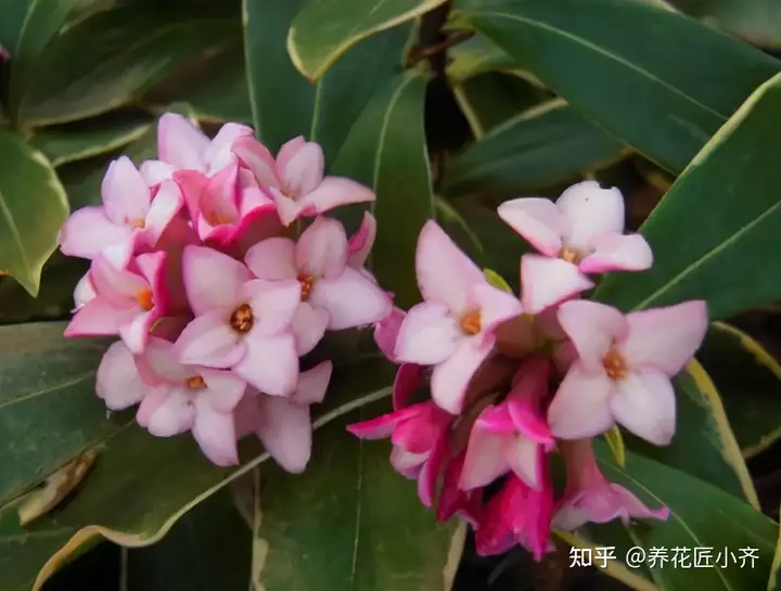 以“香”为名的8种花，喜欢养开花植物首选，香气都很特别