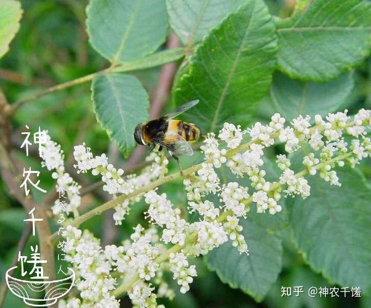 蜂蜜的种类 知乎