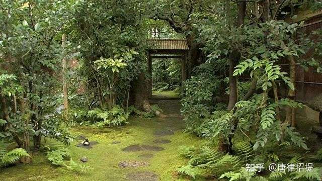 茶庭 露地庭園 知乎