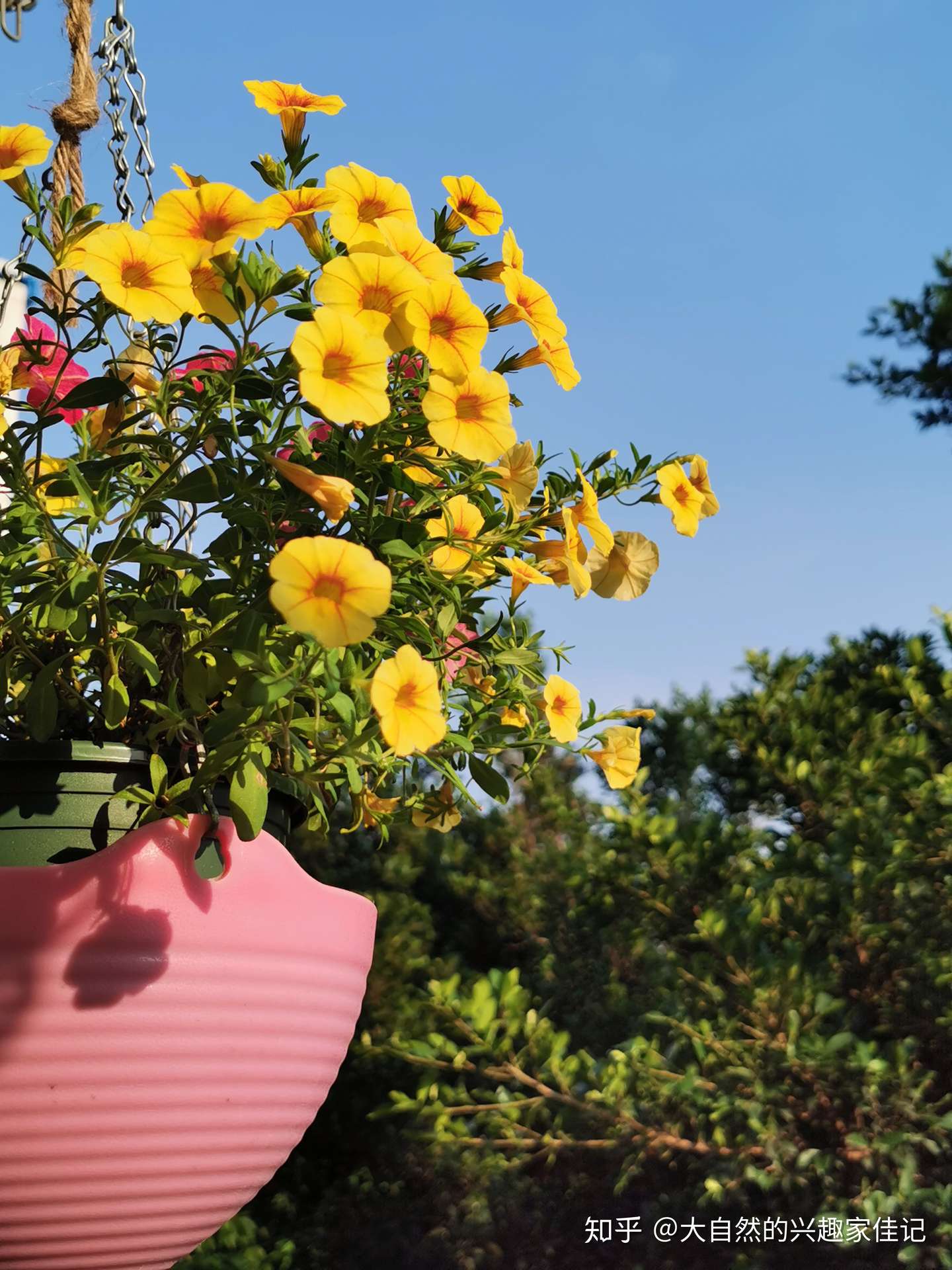 园艺日记 植物生长情况的记录和分析 舞春花 知乎