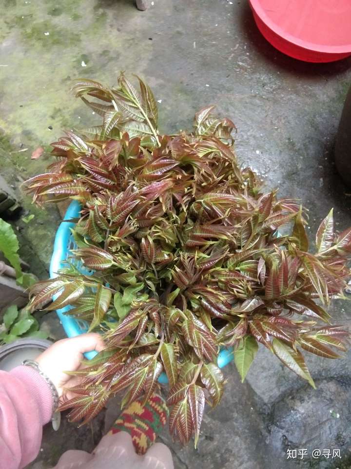 过几天清明吃甜麦塌饼.(其实前月就尝过一波了)