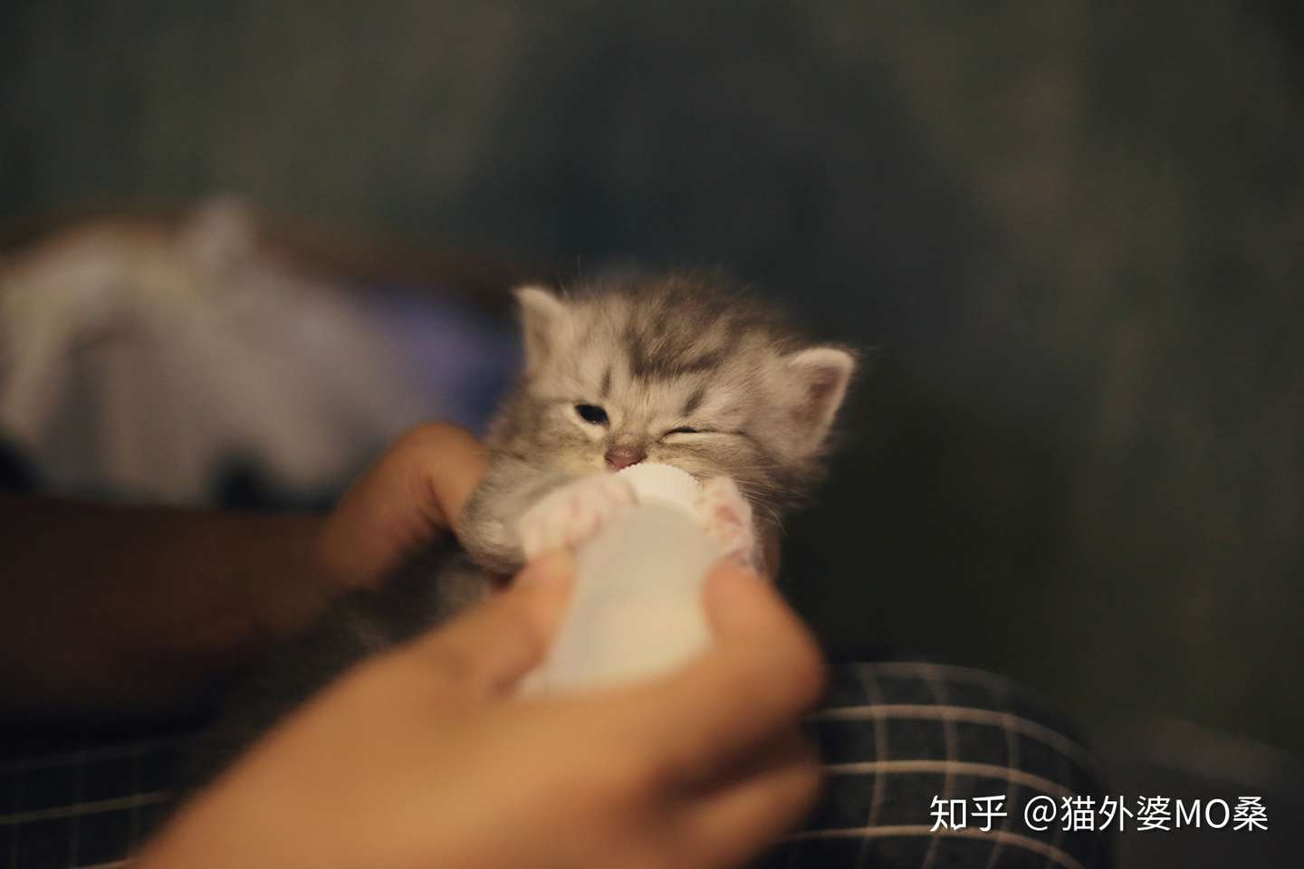 哺乳期母猫和奶猫的护理 超全超长 知乎