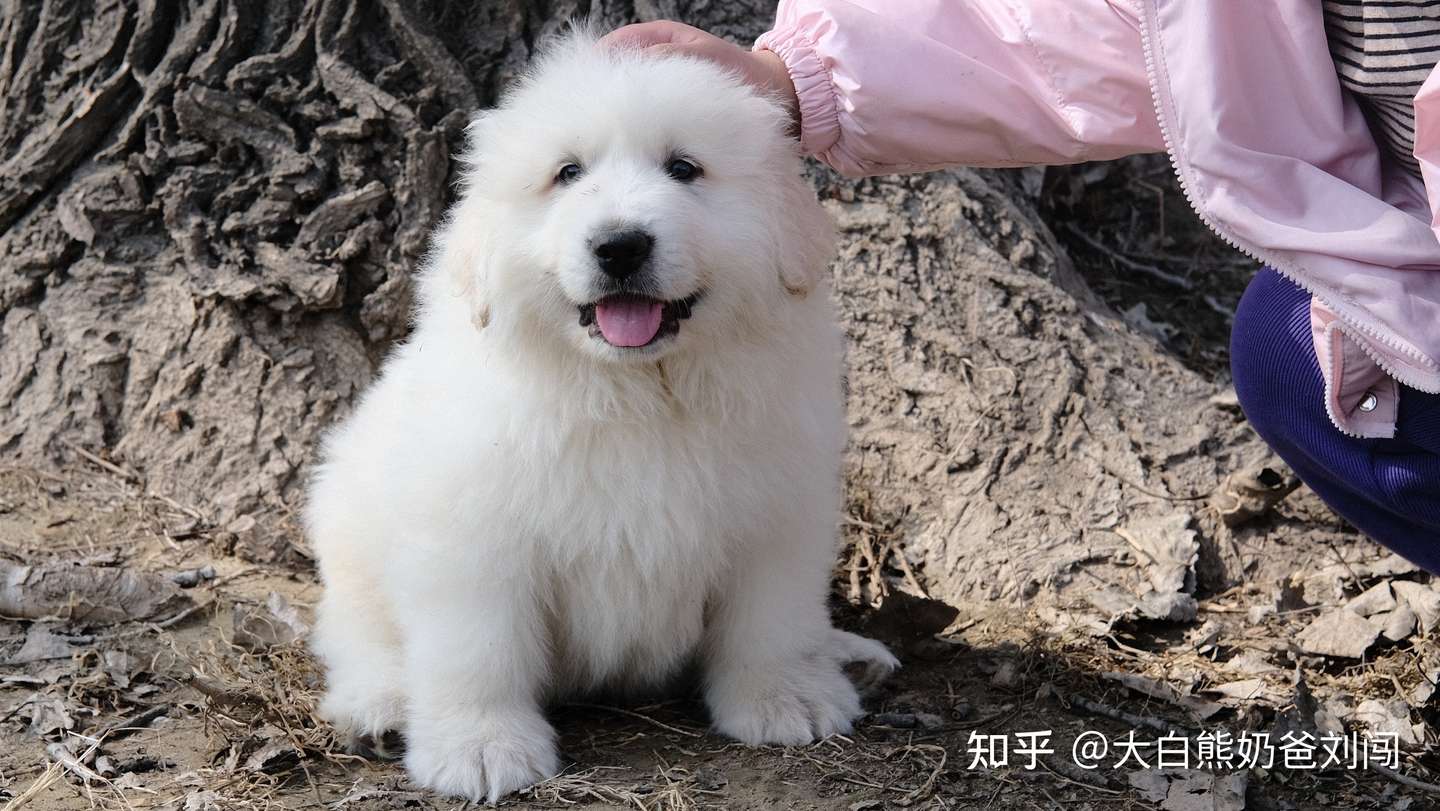 大白熊幼犬挑选 知乎