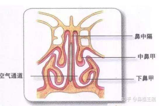鼻祖整形解秘:隆鼻会影响嗅觉吗