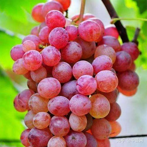弗雷葡萄7月上旬成熟果实鲜红粒匀色艳果皮中厚风味甜品质优良
