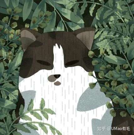 养猫家庭不配拥有植物 其实 这些植物可以有 知乎