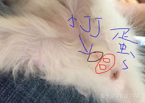 怎么分辨公猫?