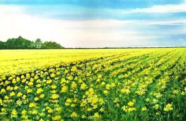 白菜居然凭空长出了油菜花 知乎