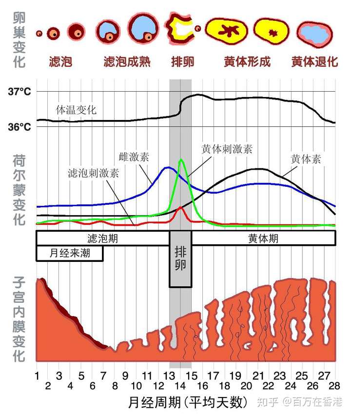 有哪些关于两性健康的冷知识?插图(3) 有哪些关于两性健康的冷知识?插图(3)