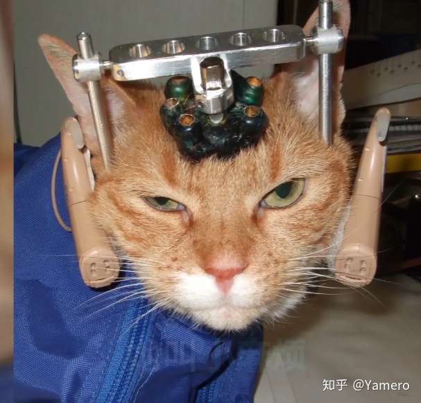 这只橘猫想得到的不是同情和怜悯 而是更多的尊重与理解 知乎