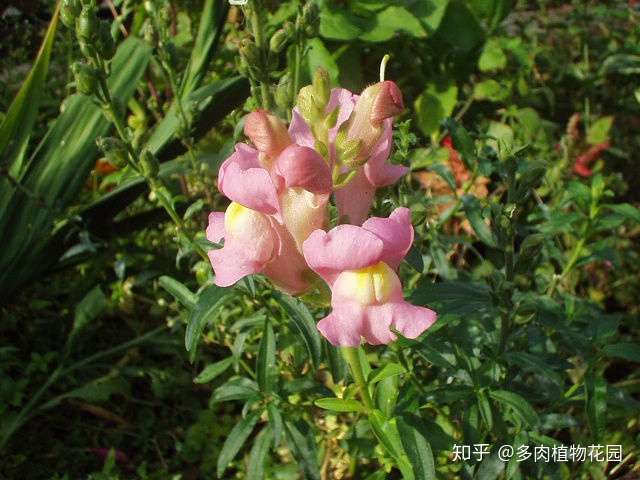 金鱼草这样养护 千万别和小金鱼草弄混了 知乎