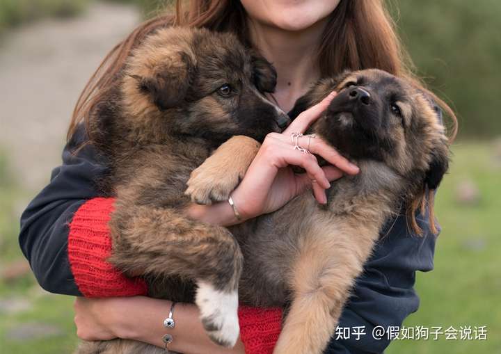 养3-6个月大的幼犬需要注意什么？