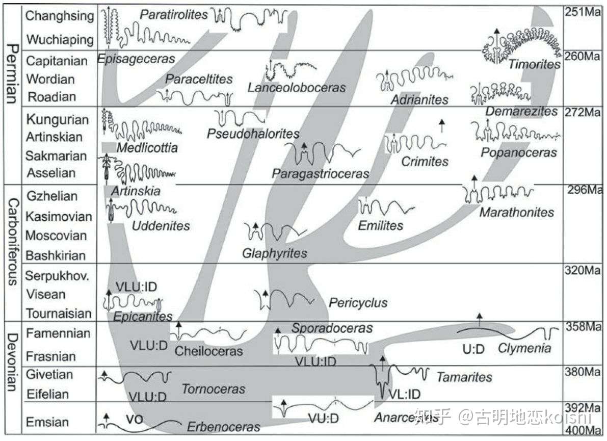 头足纲小传 07 菊石 1 形体 缝合线 壳形 壳饰 口盖 知乎