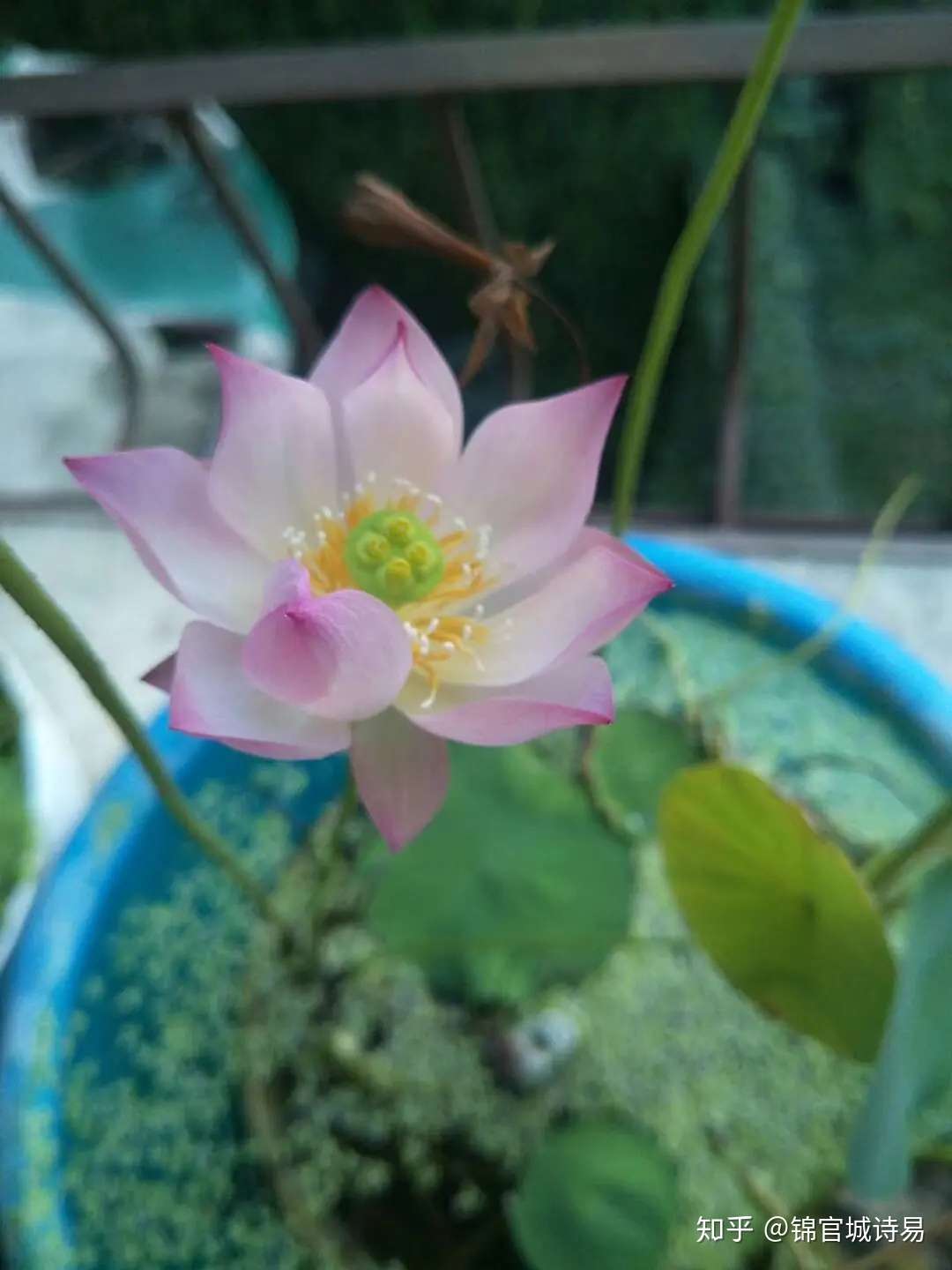 总结整理种植 碗莲 注意事项 知乎