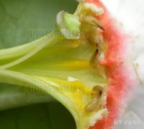 半红树植物（夹竹桃科） - 知乎