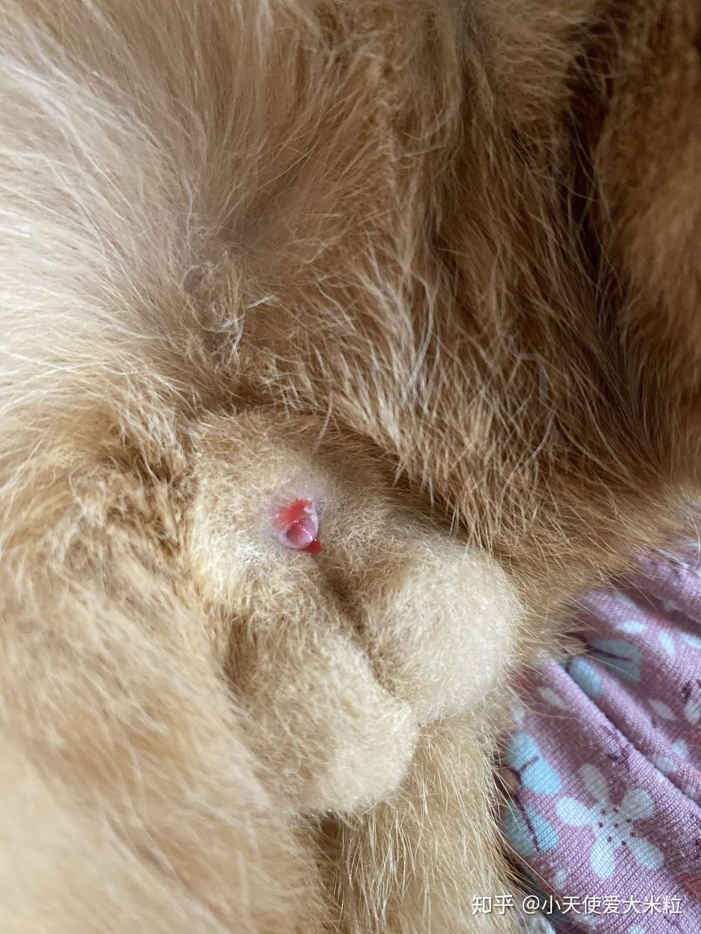 公猫的尿路改造 术后护理以及费用相关 知乎