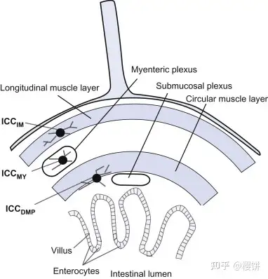 胃肠道的游动性