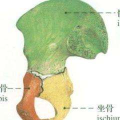 髖骨為人體腰部的骨骼,共左右兩塊.