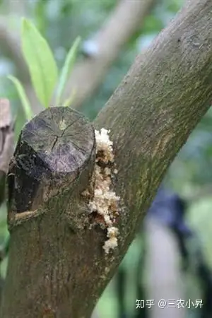 沙糖桔种植技术:沙糖桔如何防治钻心虫?听专家怎么讲