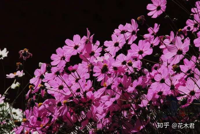 格桑梅朵是哪一种花 知乎