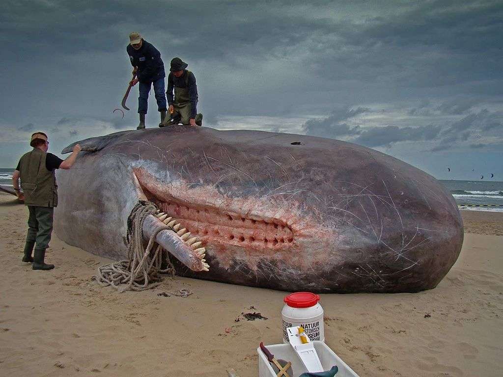 鲸爆 世界上最巨大的生化武器 知乎