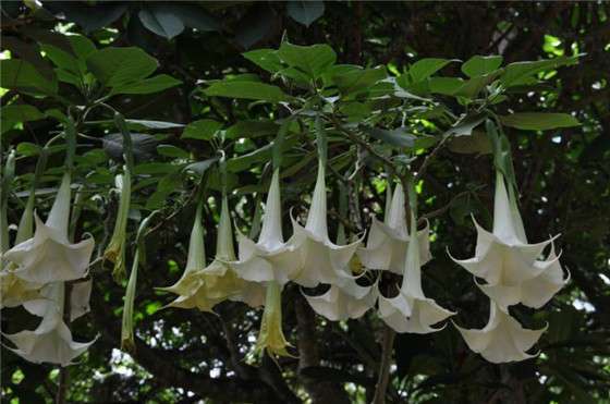 古代最毒毒药的制作原料 看见这些植物记得要绕着走 知乎