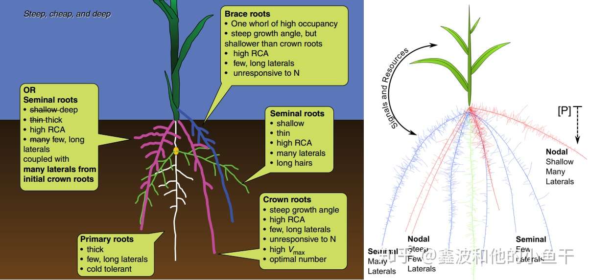 植物根系发育对矿质营养及水分的响应 知乎