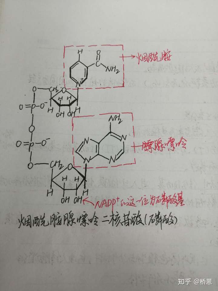 生物化学上的nad和nadh和nadhh都是什么什么意思