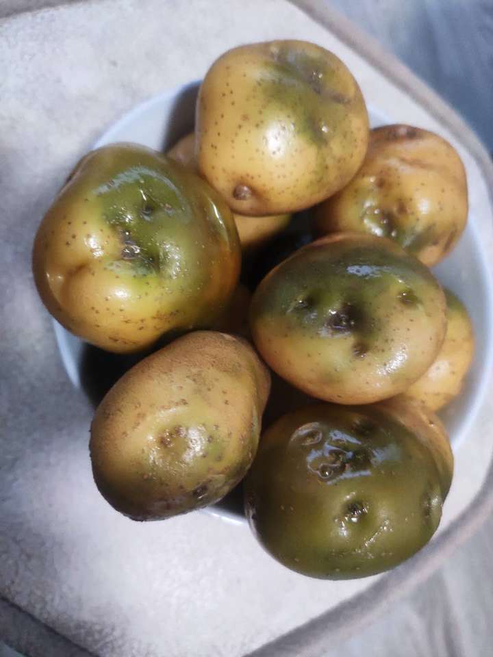 土豆晒晒变绿了这是为什么呢