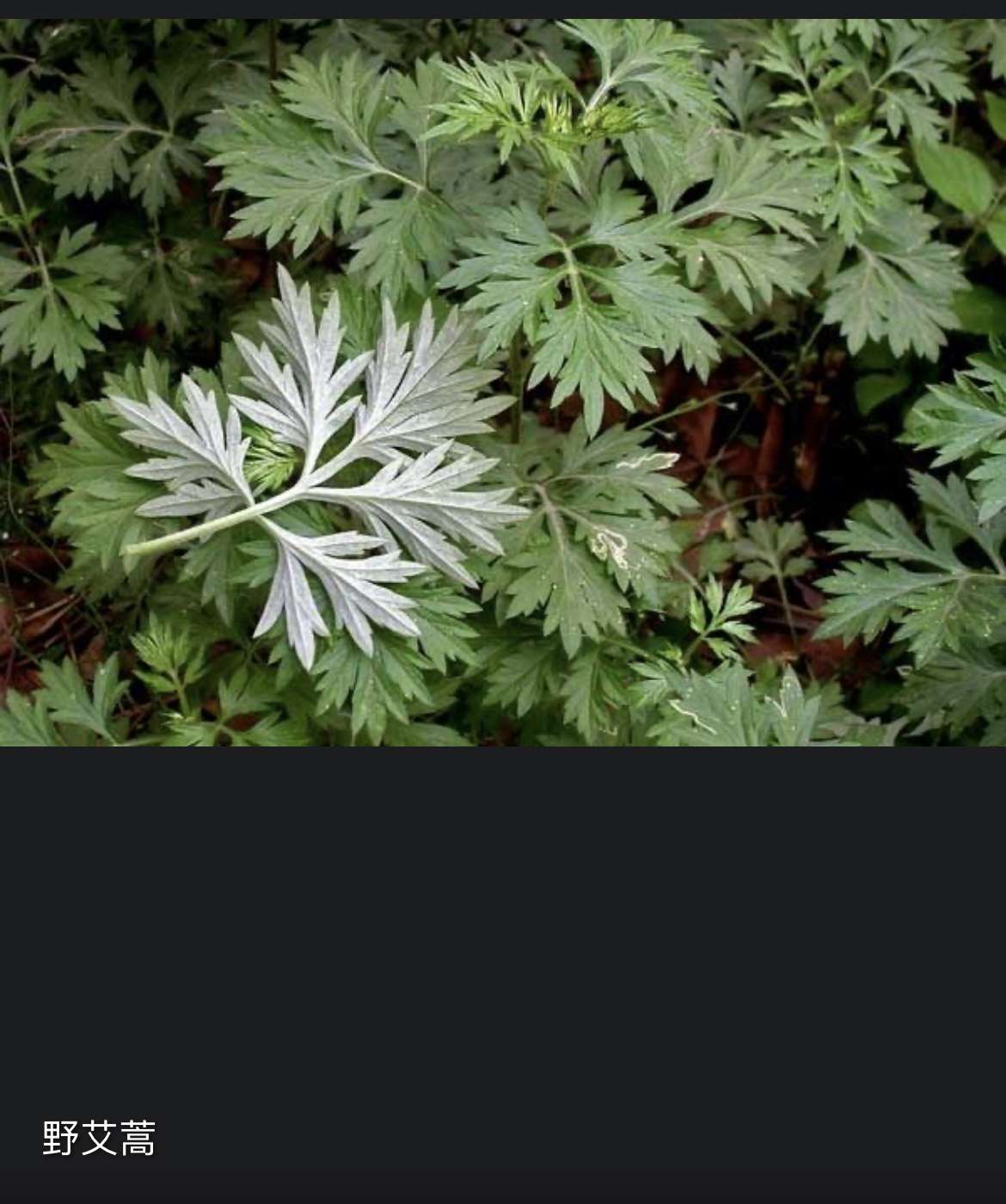 追光主妇 的想法: 一起挖野菜16615野艾叶 | #春季挖野菜