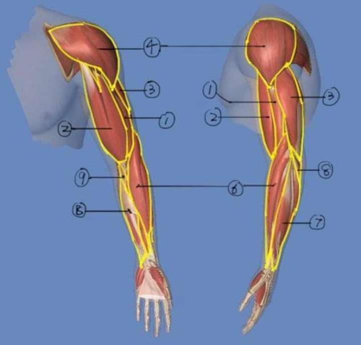 引体向上主要涉及训练的肌肉有前臂肌群,肱肌,肱桡肌,肱二头肌,肱三