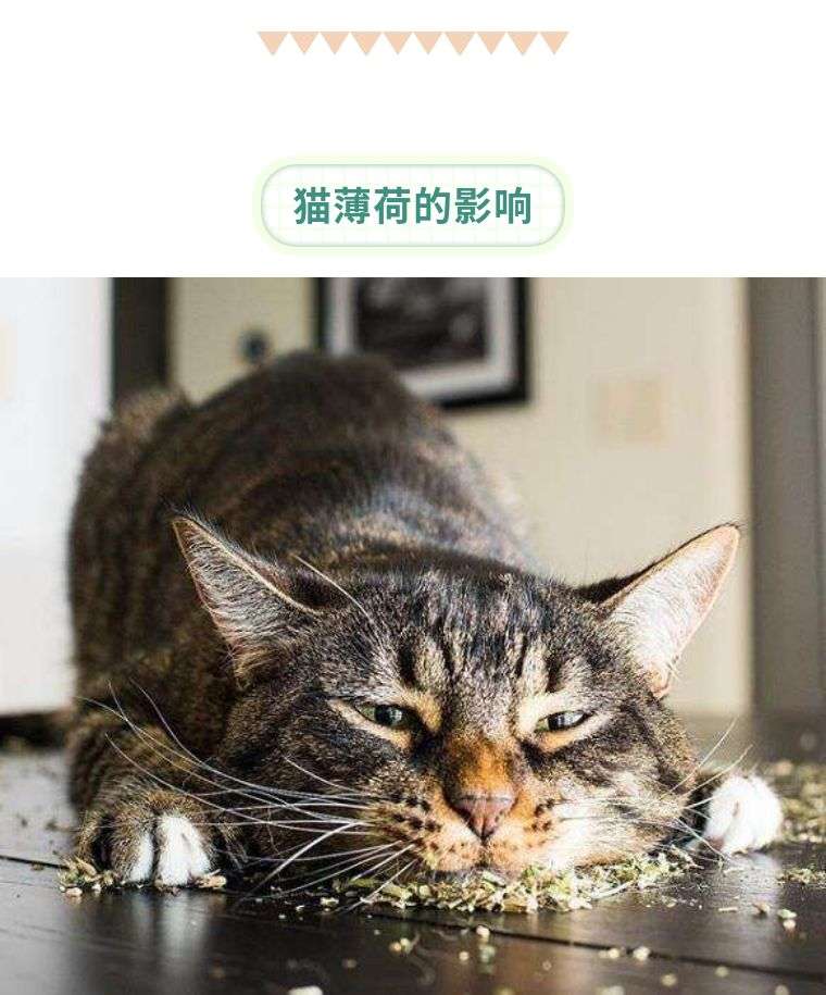 猫咪 吸毒 的正确zi Shi 知乎