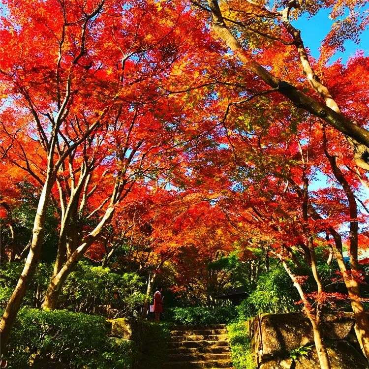 秋季限定 19 红叶季 之关东篇 知乎