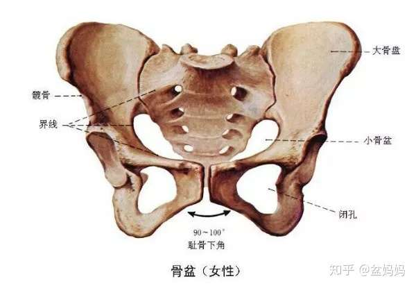 端正骨盆 才能c位出招 晋升辣妈 知乎