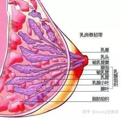 乳腺淋巴及血液循環障礙,增加毒素的堆積,導致乳腺疾病,也會形成副乳