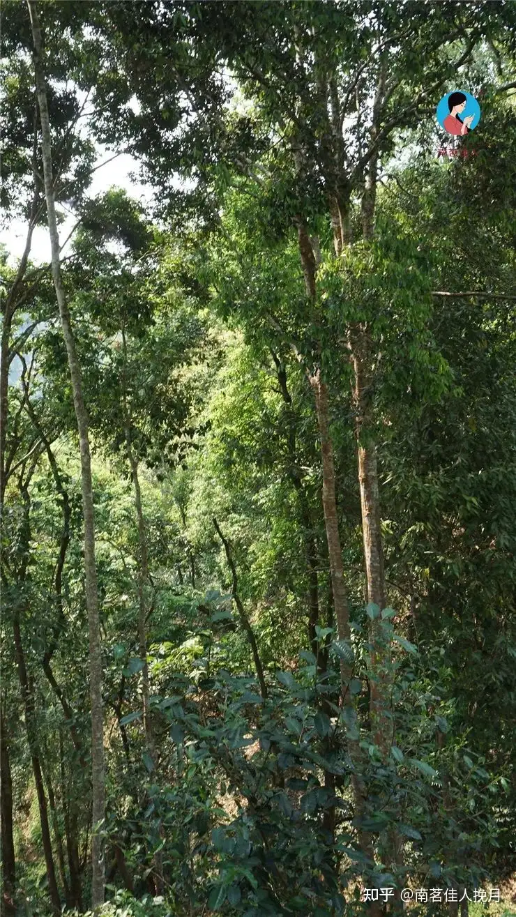 希少 旅順焼 七言詩入 混入松樹山之土 蓋付茶器-